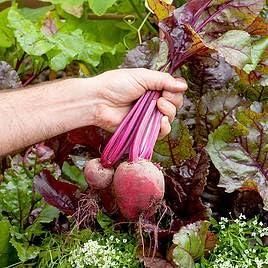 Beetroot Seeds (Free Organic Pot Mix 100 gm)
